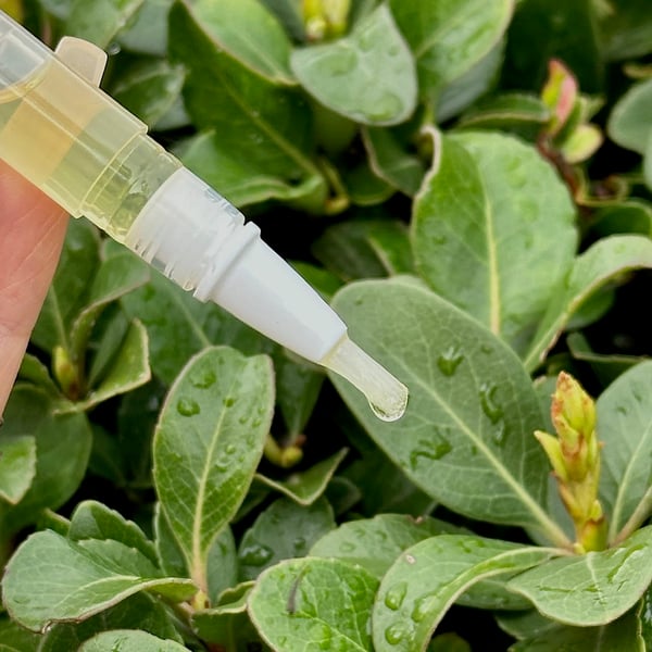 【Έκπτωση περιορισμένης διάρκειας: Αγοράστε 1, πάρτε 2 δωρεάν】KeraStrong - Το ελιξίριο αναδόμησης νυχιών - 50% έκπτωση